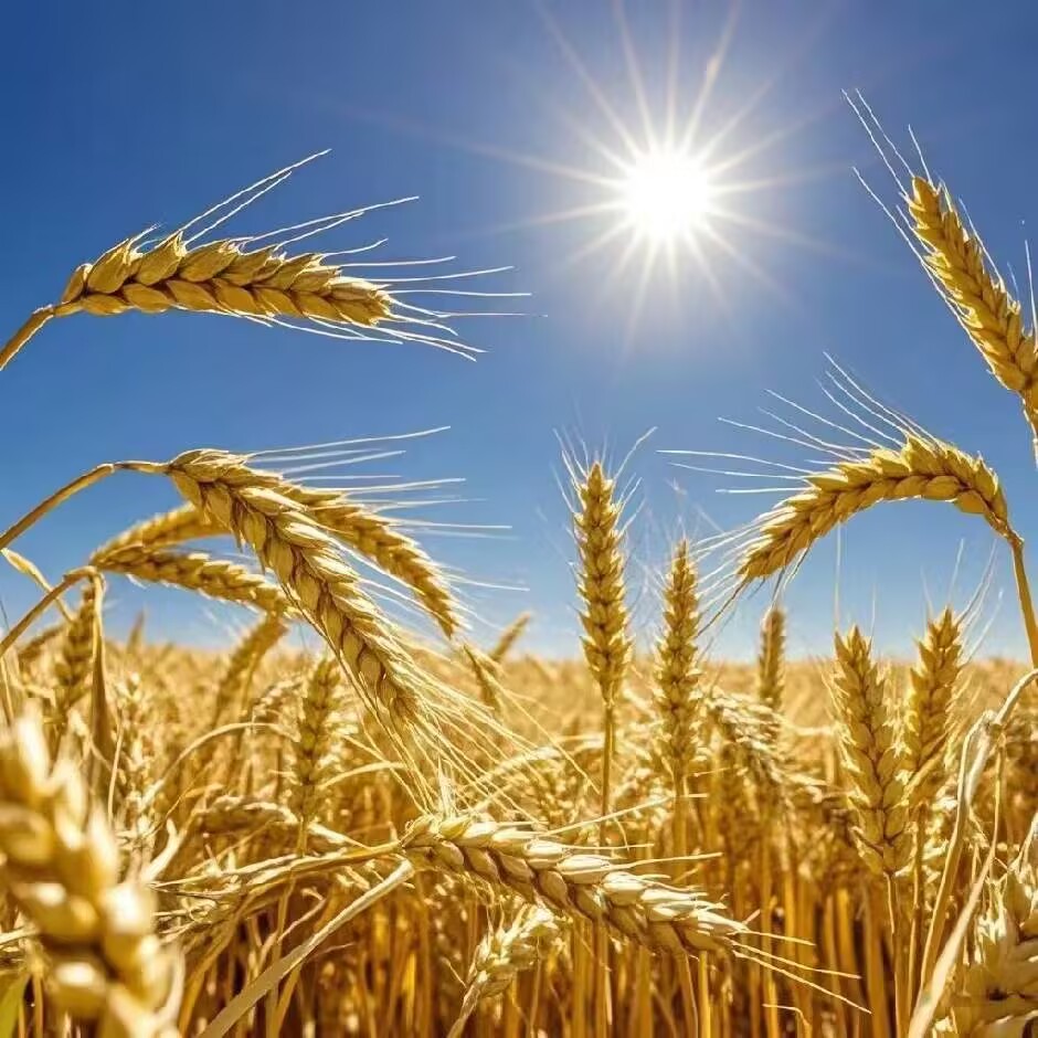 基督徒的成功秘诀系列讲道 平牧