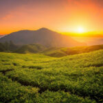 话语的力量系列 乔伊斯