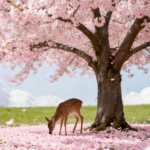 乔伊斯讲道 2026 持续更新（2026-3-16更新-新的生活方式）